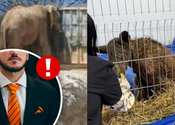 La Osa Mina Evidenció a Samuel García - Regios Al Cuadrado La Osa Mina Evidenció a Samuel García - Regios Al Cuadrado
