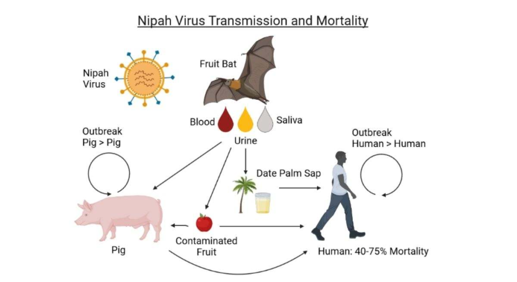 Image - Regios Al Cuadrado Virus-nipah-oms-covid-19